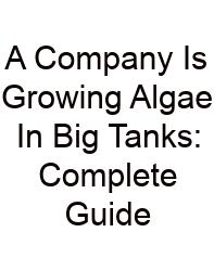 A Company Is Growing Algae In Big Tanks: Complete Guide