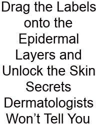 Drag The Labels Onto The Epidermal Layers And Unlock The Skin Secrets Dermatologists Won’t Tell You