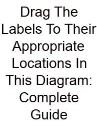Drag The Labels To Their Appropriate Locations In This Diagram: Complete Guide
