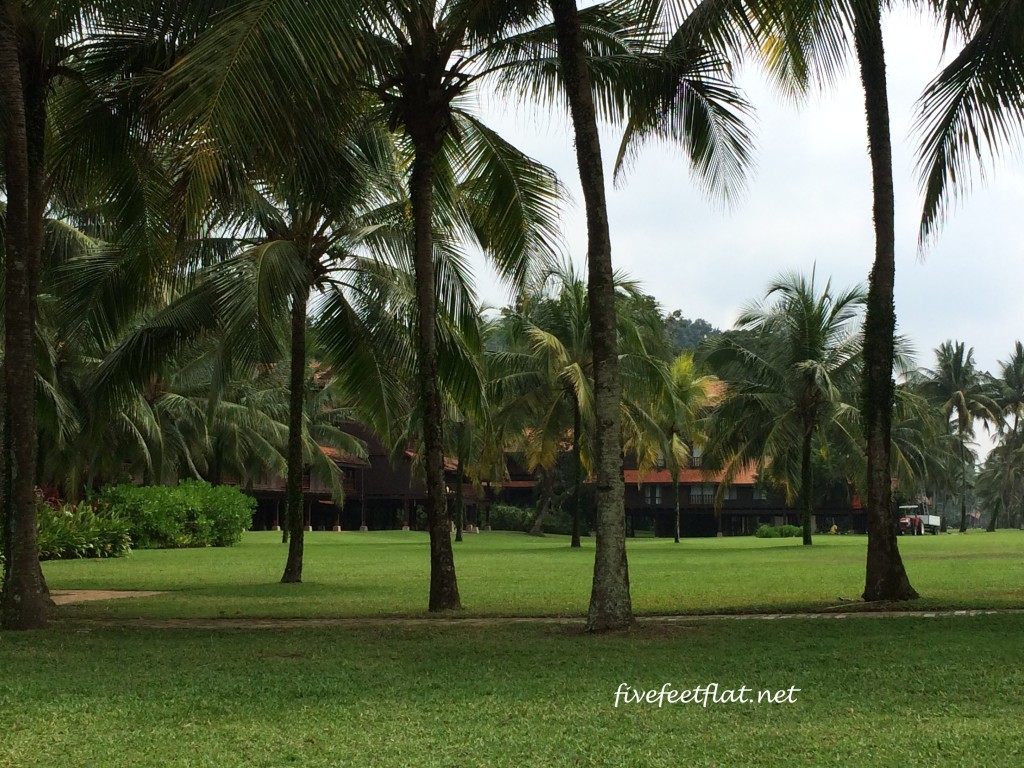 cherating beach coconut trees anis